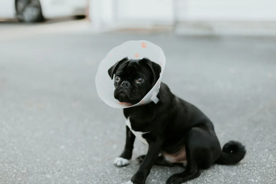  Dog Comes Home After Surgery