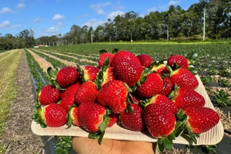 Organic Strawberry